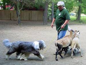Herding instict tet with sheep, beardie and owner.